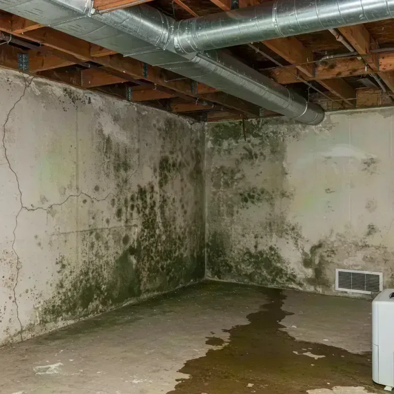 Professional Mold Removal in Oakland, MO